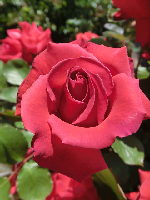 ほのおのなみ　焔の波8638