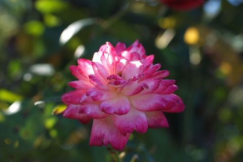 せいか　聖火　（せいか）sDSCF8937