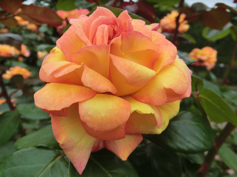 フィリップ　ノワレsCIMG5735