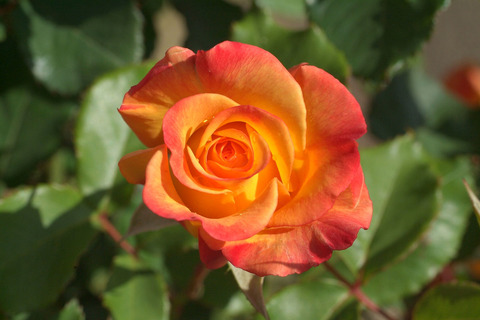 リオ　サンバsDSCF1393