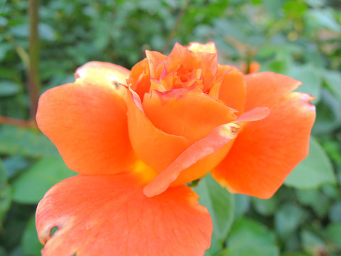 まんよう　万葉sDSCN6694