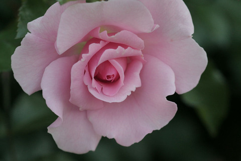 サマー　モルゲン4927