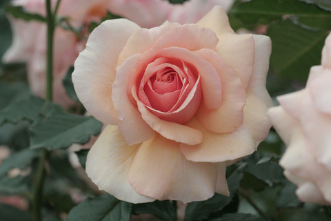 フレグラント　アプリコットsIMG_7337