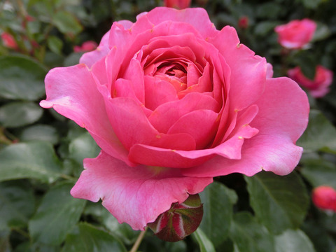 ホープ　アンド　ドリームズsCIMG5012