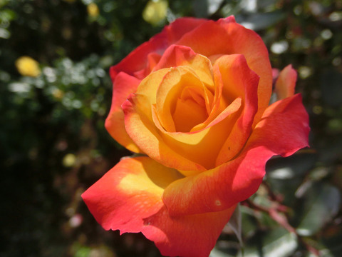 チャールストンsCIMG8162