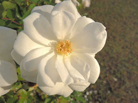 アイスバーグ6763