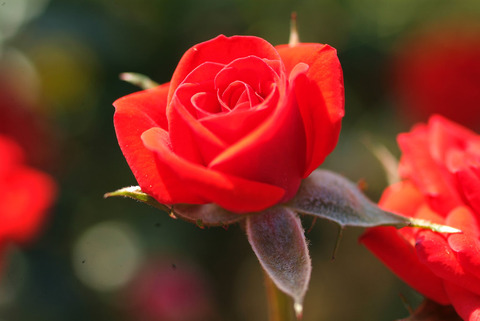 べにひめ　紅姫sDSCF0431