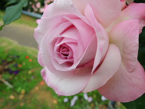 ライラック　ビューティー0730