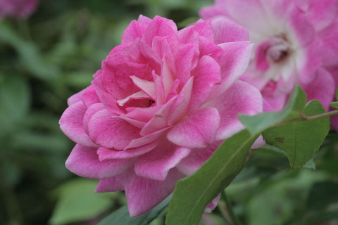 ブリリアント　ピンク　アイスバーグsIMG_6483