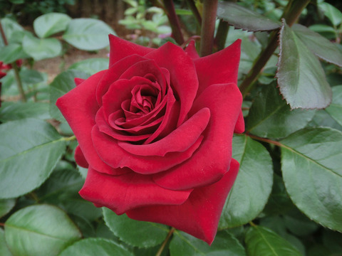 ニコロ　パガニーニsCIMG5745