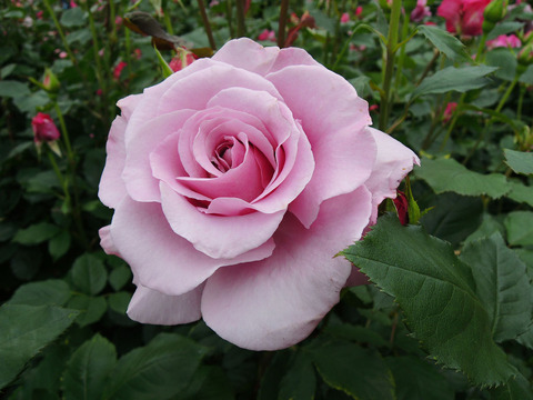 シークレット　パフューム0556