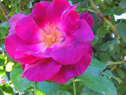 ソニャドールsDSCN4152