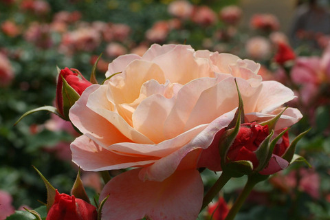 ウーメロsDSCF1720