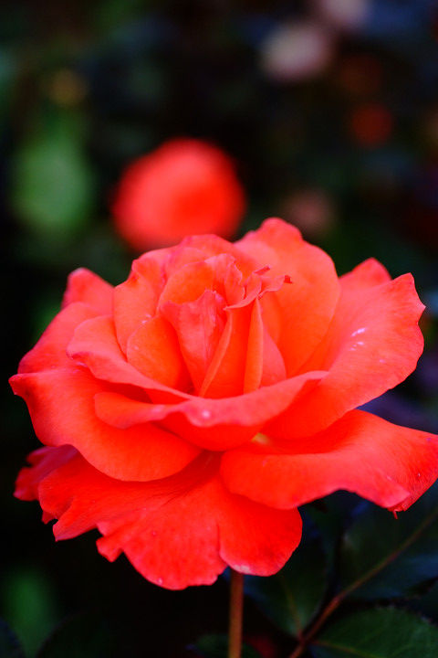 レディ　ローズ5523