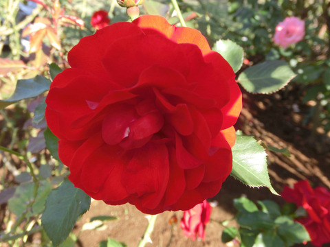 イングリッド　ウェイブルsCIMG8316