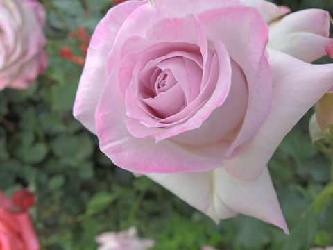 ライラック　ビューティ4365