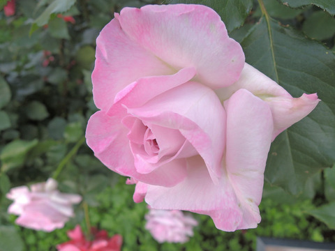 ライラック　ビューティ4361