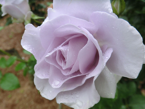 ブルー　ムーンsCIMG5957