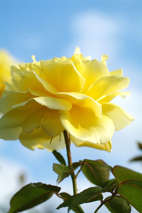 ドフト　ゴールドsDSCF0822