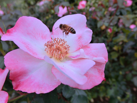 はながすみ　花霞　（はながすみ）sCIMG7376
