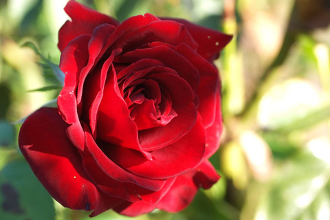 シュワルツ　マドンナsDSCF9863