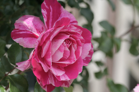 フランボワーズ　バニーユ5485