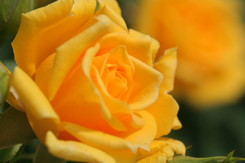 スィート　ダイアナ