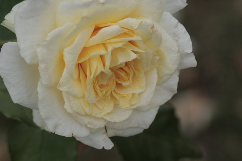 かいきょ　快挙sIMG_7007