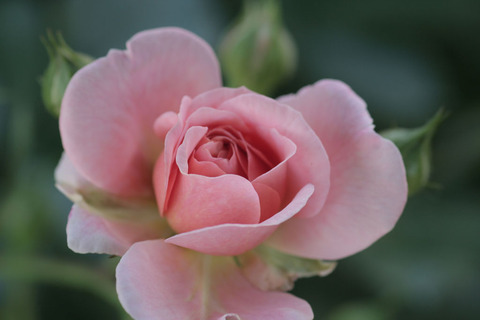 アプリコット　ドリフト3514