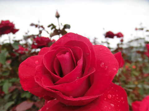 ロナルド　レーガン　ローズ5277