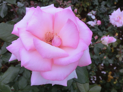 ウィミィsCIMG6968