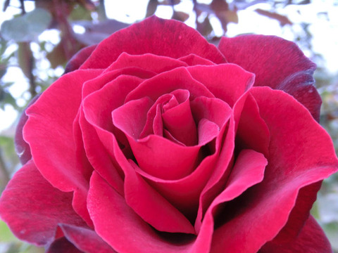 バルカロール1846