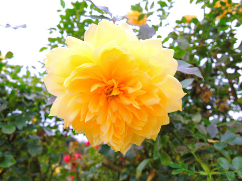 ファイアーワークス　ラッフルsDSCN9853