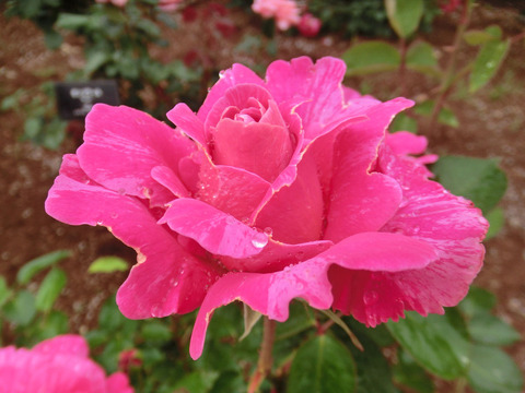 キャンディ　ストライプsCIMG6259