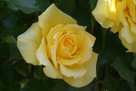 ゴールド　バニーsDSCF0923