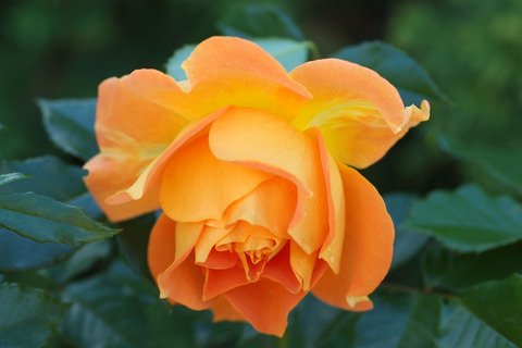 ゴレデルゼsDSCF8757