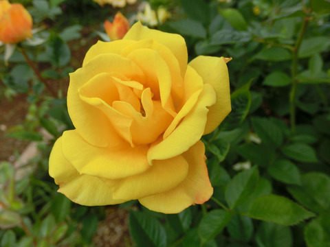 ゴールドマリー　’８４sCIMG5050