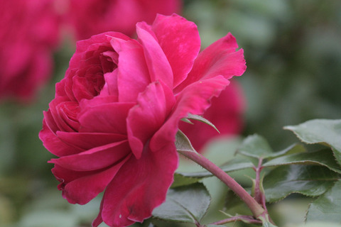 レッド　レオナルド　ダ　ビンチsIMG_6262