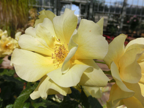 サプライズsCIMG4990