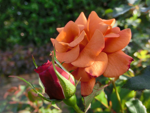 チョコ　フィオーレsCIMG8813