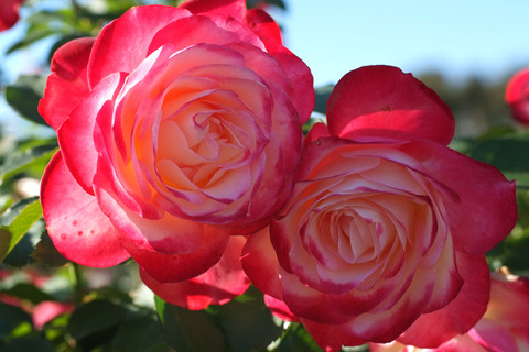 ジュビレ　デュ　プリンス　ドゥ　モナコsDSCF9716