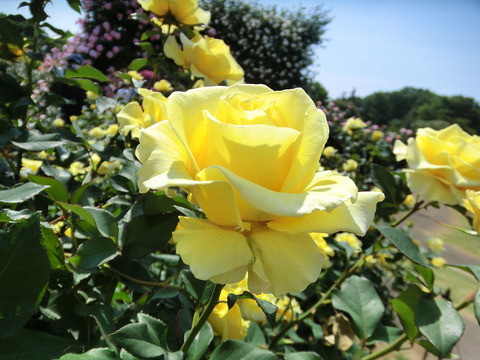 グレイスランド1442