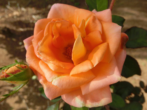 らくえん　楽園　（らくえん）sCIMG6494