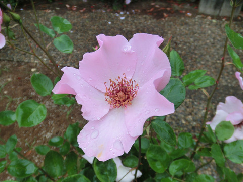 デンティ　ベスsCIMG6328