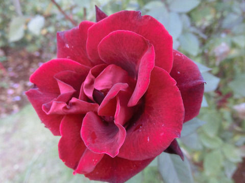 バルカロールsCIMG6092