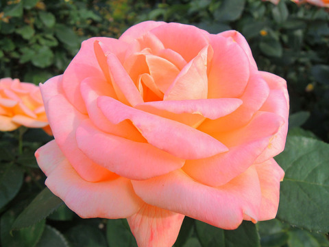 ゆめ　夢sDSCN6313