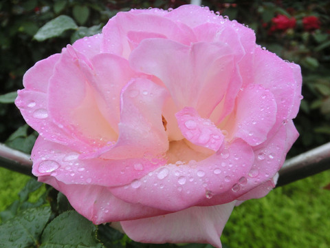 プリンセス　ドゥ　モナコsCIMG6371