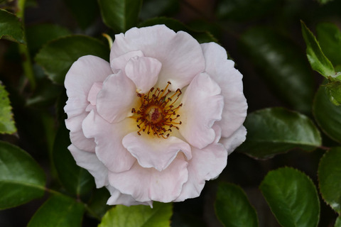 スプリング　コサージュs_1210928