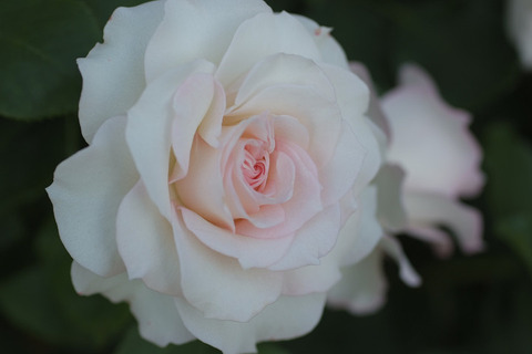 しんじゅがい　真珠貝 (5)