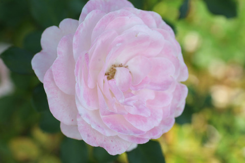 はなぼんぼり　花ぼんぼりsDSCF0531